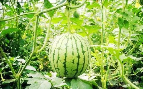 滨州吃瓜,吃瓜也能吃出风味  第3张